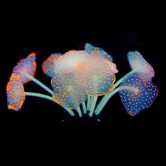 Silicone Coral Ornaments Aquarium Fish Tank Decorations