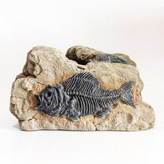 Fish Fossil Ornaments Aquarium Fish Tank Decorations